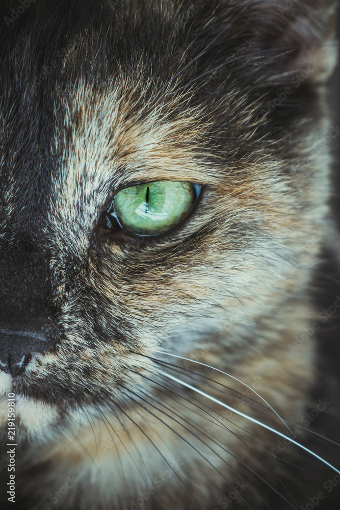 Gray cat with green eyes close. Home cat cat portrait