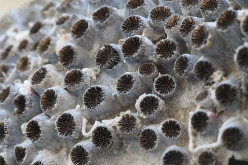 barnacle, arthropod constituting the infraclass Cirripedia in the subphylum Crustacea, and is hence related to crabs and lobsters