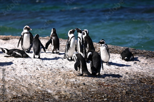 Penguin Love, South Africa