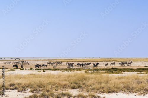 Group of animals at a water hole / Group of zebras and wildebeest at a waterhole in Etosha National Park.