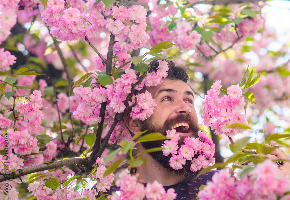 Fototapeta premium Tenderness concept. Man with beard and mustache on happy face near tender pink flowers. Hipster with sakura blossom in beard. Bearded man with fresh haircut with bloom of sakura on background.