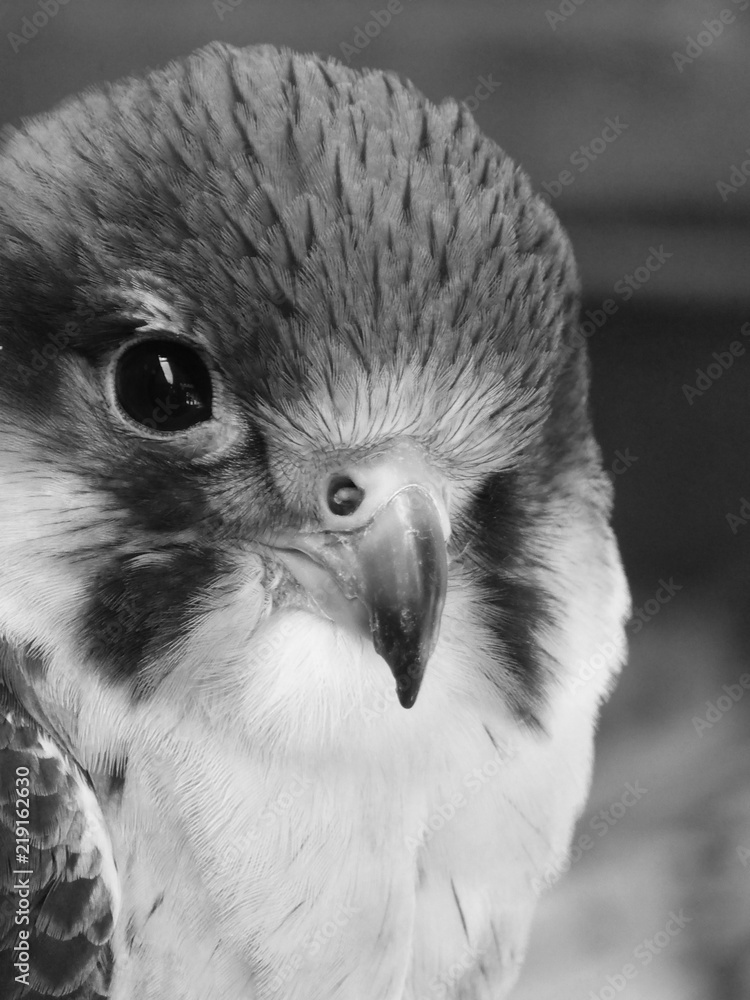 Obraz premium Falcon Looking On