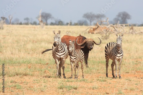 Zebre con bufalo in allerta