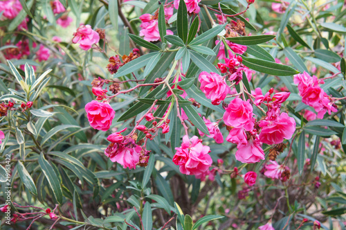 Nerium oleander double pink shrub