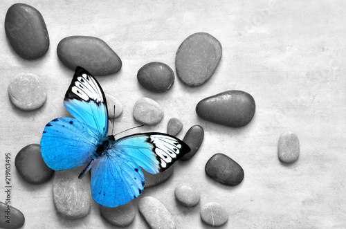 Blue butterfly on spa stone grey background.