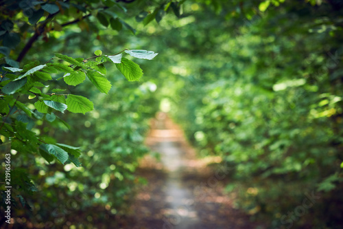 path way in summer sunny forest. selective focus photo