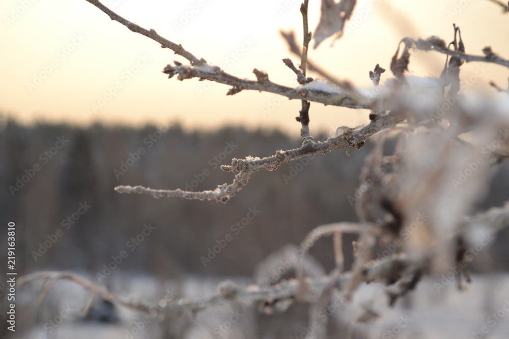 Obraz premium winter, snow, tree, nature, cold, frost, branch, ice, white, frozen, branches, forest, sky, season, plant, trees, blue, landscape, frosty, christmas, spring, weather, outdoors, snowy, macro