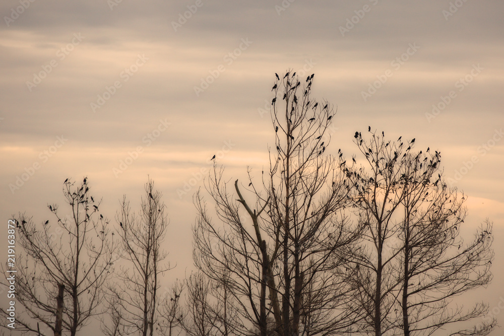 Birds in a tree