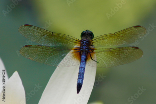 Dragonfly © Susannah