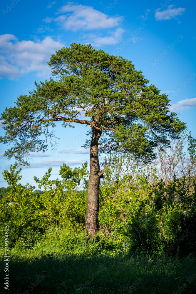 Fototapeta premium Beautiful green trees