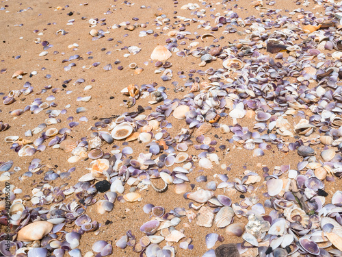 sand ground floor and seashell at the sea beach