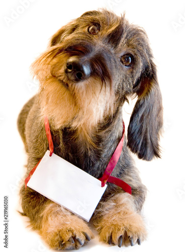 SOS Cane bassotto tedesco a pelo ruvido