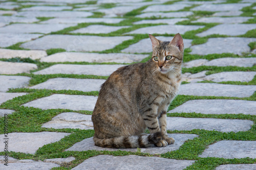 Photography A grey cat with stripes sitting on a pavement that has a lot of green grass betw