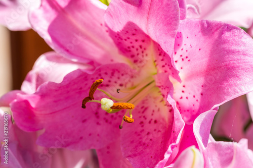 Pink lily flower detail. Closeup macro look to beautiful blossom. Nice valentine flower