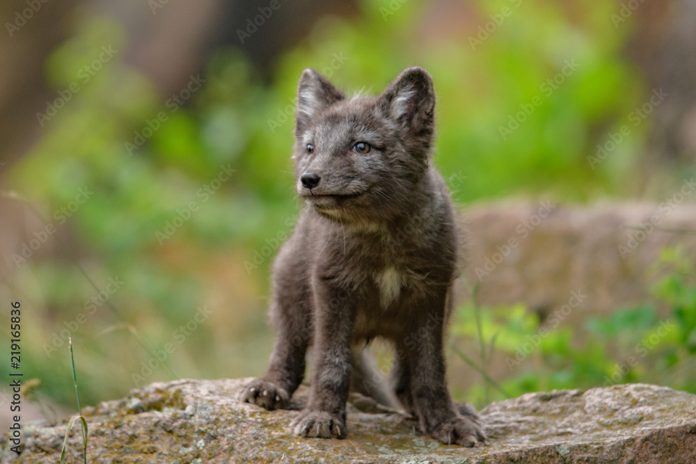 Cute cub of an arctic fox (Alopex lagopus beringensis) on a background of bright green grass in a cool polar summer on the Bering island, the Commander Islands. Selective focus on the eyes of the fox. Cute cub of an arctic fox (Alopex lagopus beringensis) on a background of bright green grass in a cool polar summer on the Bering island, the Commander Islands. Selective focus on the eyes of the fox.