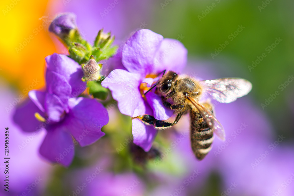 Bee on the flower. Small useful insect is working and making honey. Honeybee with wing on the blossom. Spring at countryside of meadow Bee on the flower. Small useful insect is working and making honey. Honeybee with wing on the blossom. Spring at countryside of meadow