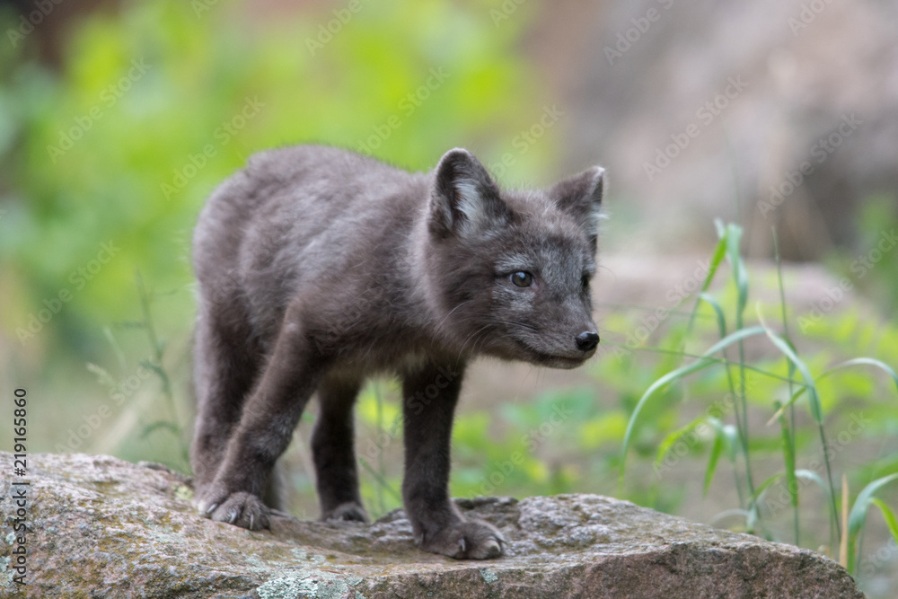 Cute cub of an arctic fox (Alopex lagopus beringensis) on a background of bright green grass in a cool polar summer on the Bering island, the Commander Islands. Selective focus on the eyes of the fox. Cute cub of an arctic fox (Alopex lagopus beringensis) on a background of bright green grass in a cool polar summer on the Bering island, the Commander Islands. Selective focus on the eyes of the fox.