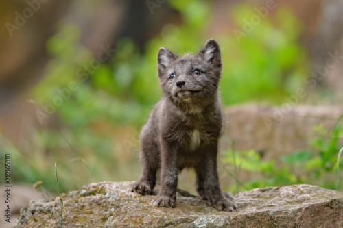 Cute cub of an arctic fox (Alopex lagopus beringensis) on a background of bright green grass in a cool polar summer on the Bering island, the Commander Islands. Selective focus on the eyes of the fox.