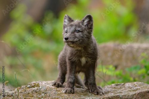 Cute cub of an arctic fox  Alopex lagopus beringensis  on a background of bright green grass in a cool polar summer on the Bering island  the Commander Islands. Selective focus on the eyes of the fox.