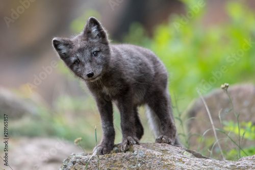 Cute cub of an arctic fox  Alopex lagopus beringensis  on a background of bright green grass in a cool polar summer on the Bering island  the Commander Islands. Selective focus on the eyes of the fox.