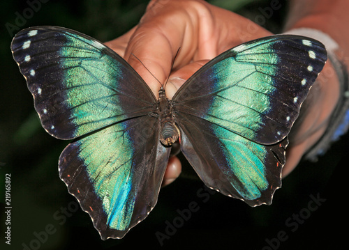 South American Butterfly (Morpho helenor helenor), male, held in hand photo
