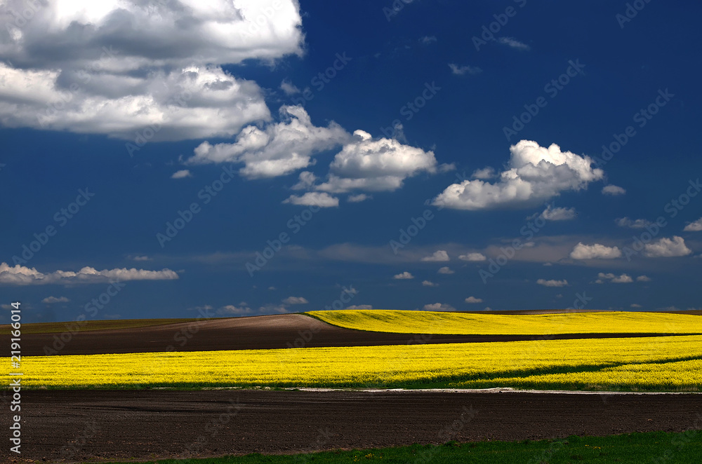Obraz premium A traditional Ukrainian yellow-blue landscape yellow fields and blue sky with clouds
