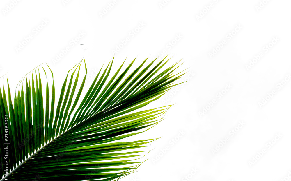 Fototapeta premium palms leaf on white background