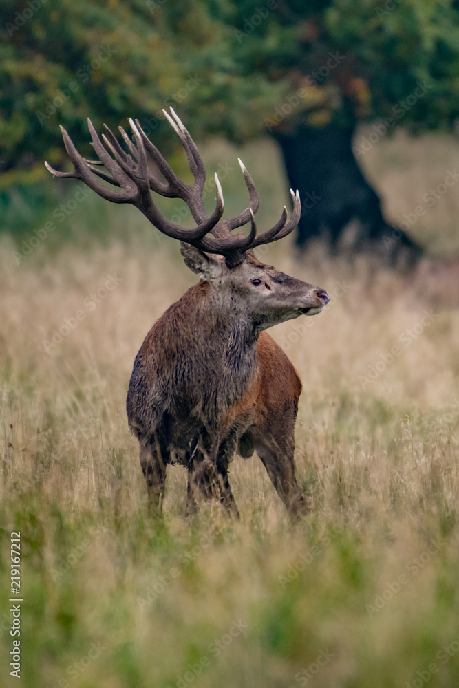 Obraz premium Red Deer Stags (Cervus elaphus)
