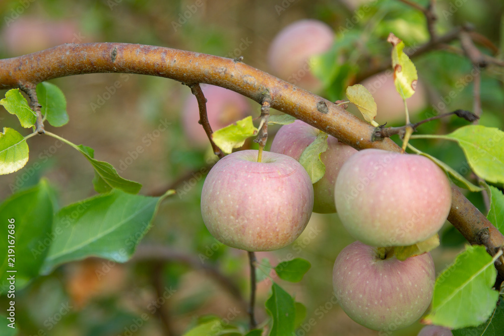 A lot of ripe juicy autumn apples on the branches. A rich harvest of ripe apples. Excellent harvest of apples this year. The gardener grew an excellent harvest. A lot of ripe juicy autumn apples on the branches. A rich harvest of ripe apples. Excellent harvest of apples this year. The gardener grew an excellent harvest.