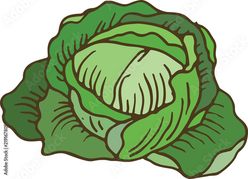 Ripe Green Cabbage