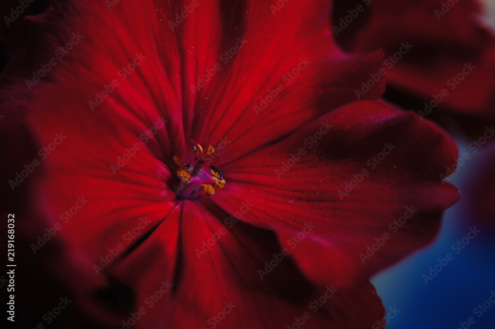 Flowers in macro Flowers in macro