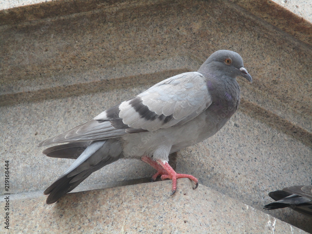 Obraz premium Pigeon 