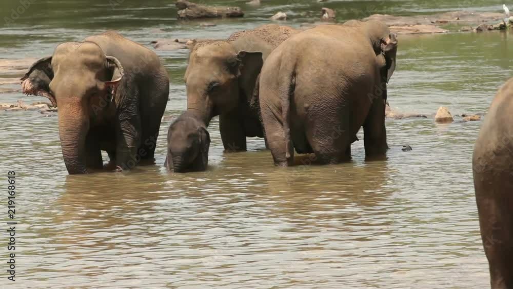 Elephants at the watering in the river Elephants at the watering in the river