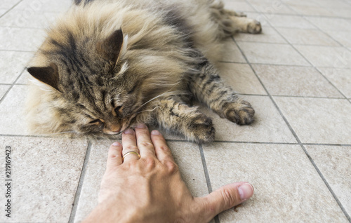 Cuadro en lienzo Beauty cat of livestock, siberian purebred