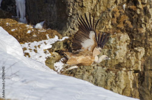 Large bird of prey with long wide wings in flying from crags in mountains. Griffon vulture (Eurasian griffon). Nature and travel. Russia, North Caucasus, Dagestan, Khunzakhsky District
