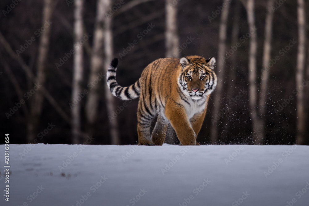 Obraz premium Siberian Tiger in the snow (Panthera tigris)