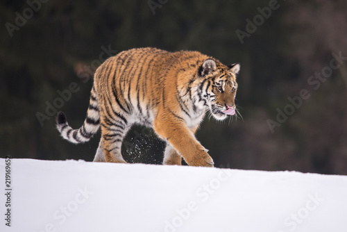 Siberian Tiger in the snow (Panthera tigris)