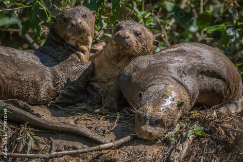 Ariranha / Giant Otter (Pteronura brasiliensis) photo