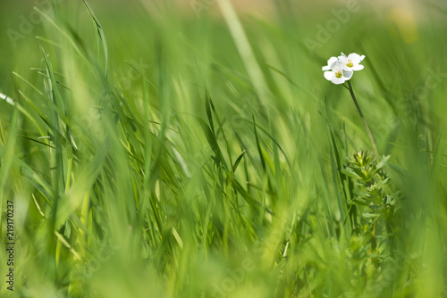 Weiße Blume zwischen grünen Gräsern