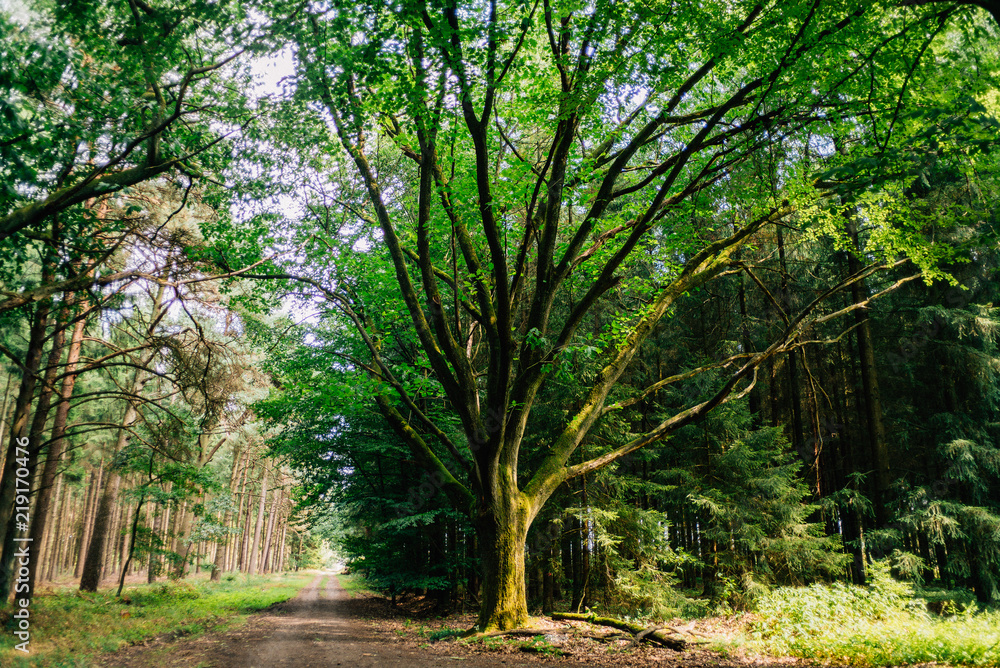 Waldspaziergang mit Hund im Forst im Sommer Waldspaziergang mit Hund im Forst im Sommer