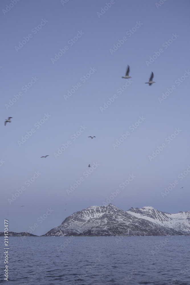 Fototapeta premium Gulls