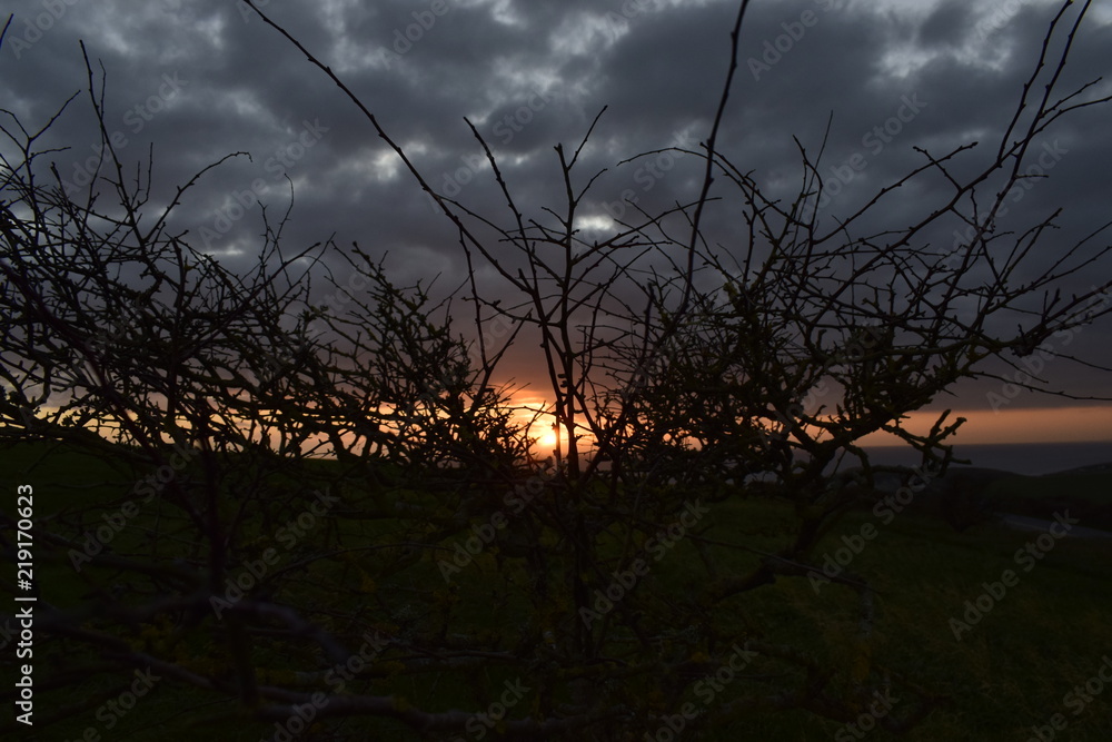 Sunset on the background a tree in the focus Sunset on the background a tree in the focus