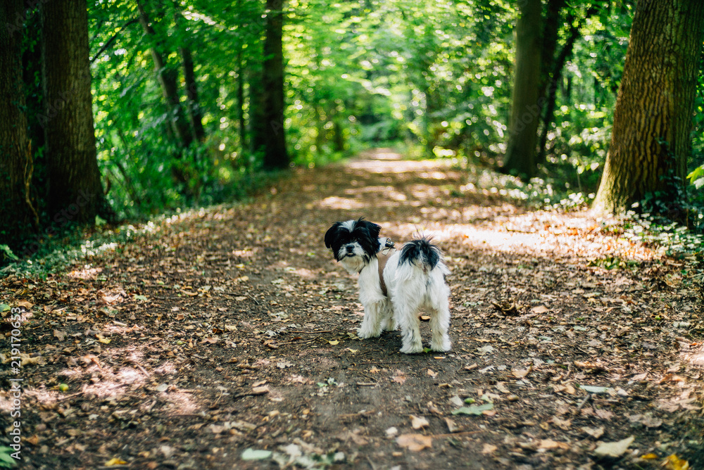 Waldspaziergang mit Hund im Forst im Sommer Waldspaziergang mit Hund im Forst im Sommer