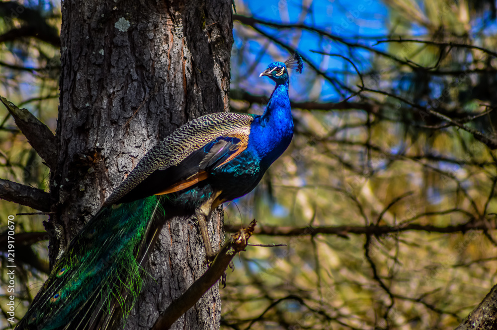Fototapeta premium A beautiful peacock sitting on a tree in Underberg