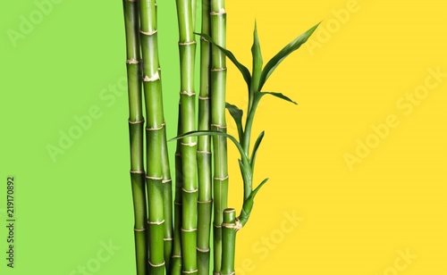 Fototapeta Naklejka Na Ścianę i Meble -  Many bamboo stalks  on background