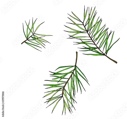 vector fir branches for work with New Year and Christmas themes