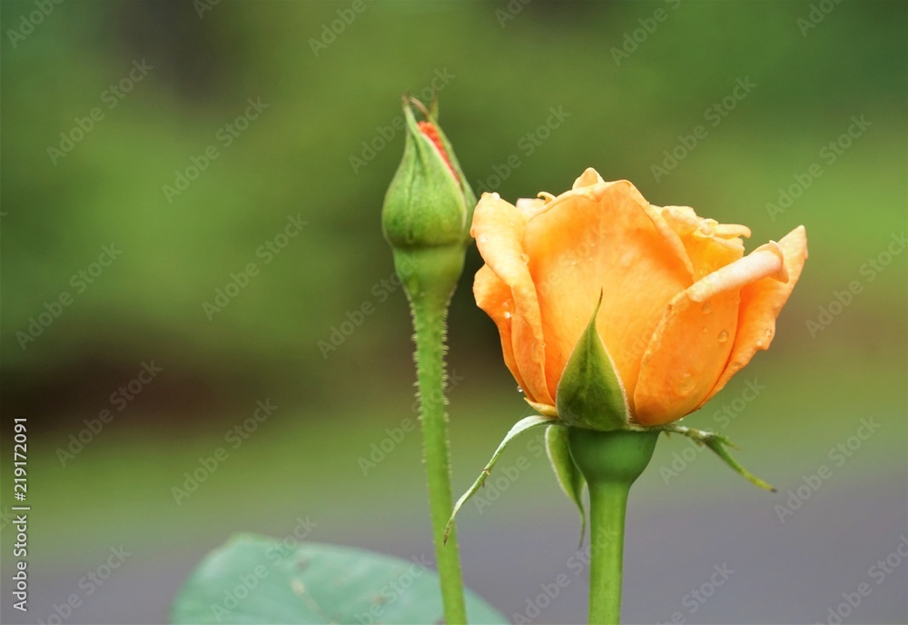 Orange rose with bud blooming on the garden background, Spring in GA USA. Orange rose with bud blooming on the garden background, Spring in GA USA.