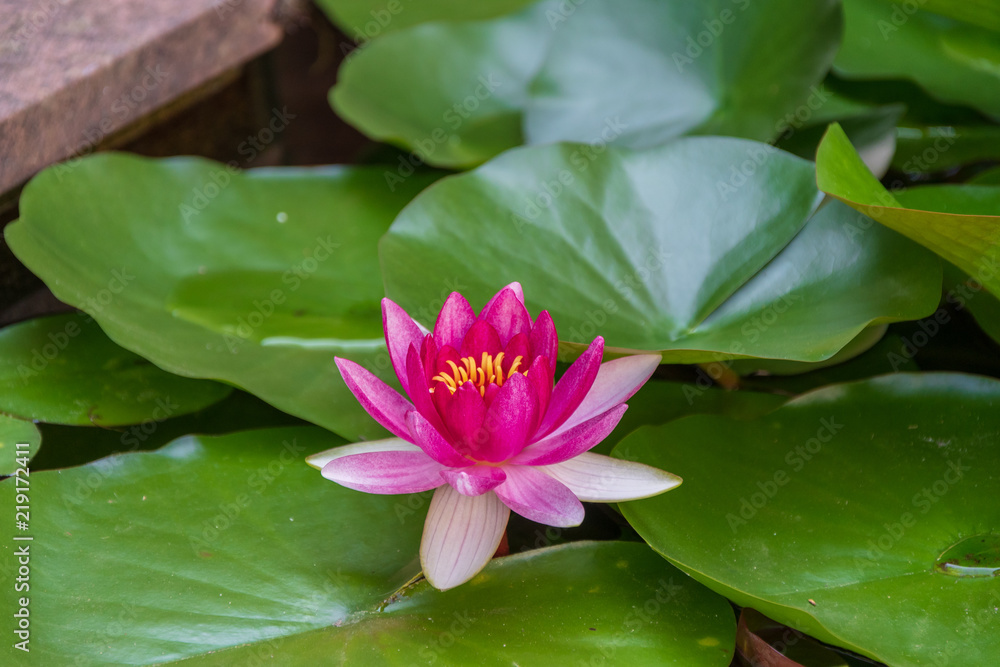 Seerose Seerose