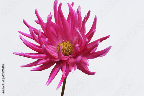 Cuadro en lienzo Chrysanthemum