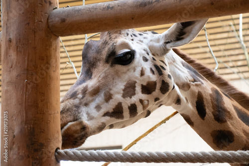 Photography giraffes